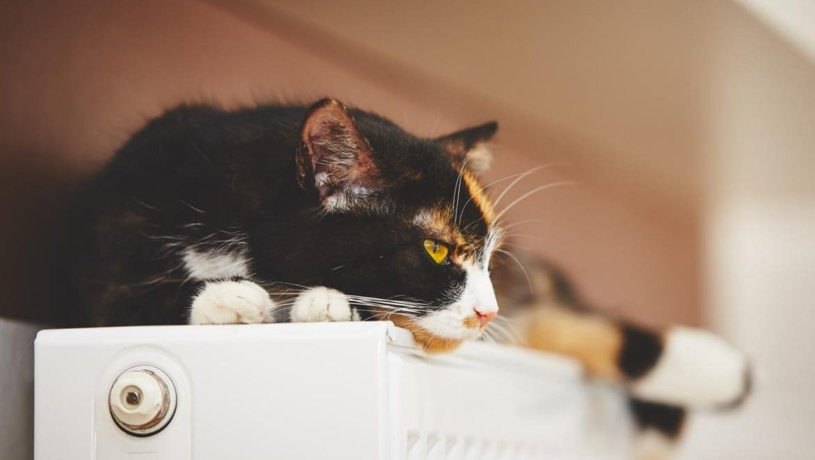 L'image montre un chat allongé sur un générateur de chaleur, plus précisément sur un radiateur.