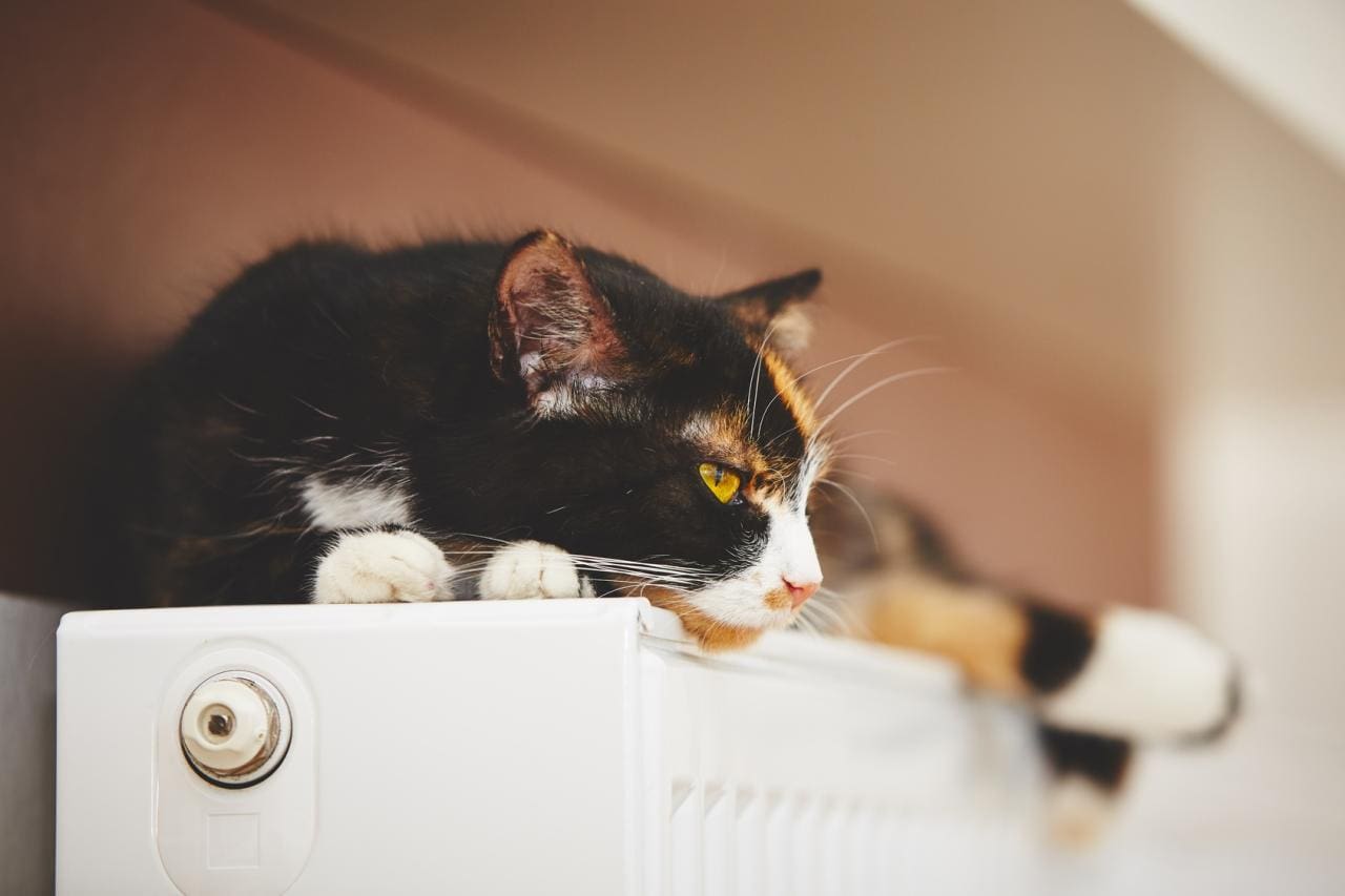 générateur de chaleur L'image montre un chat allongé sur un générateur de chaleur, plus précisément sur un radiateur.
