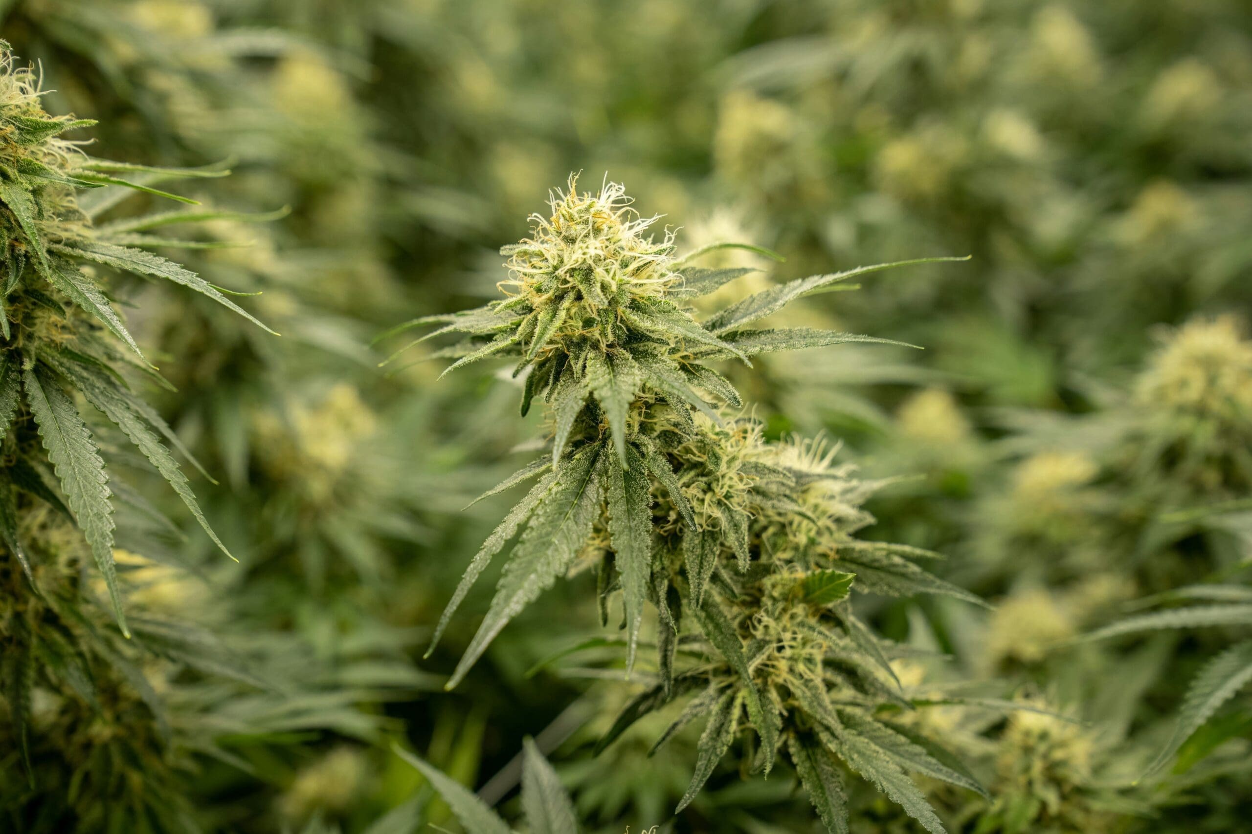 découvrez tout ce qu'il faut savoir sur la culture du chanvre, de ses techniques de culture à ses utilisations multiples, dans notre guide complet.